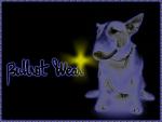 rap rue chien